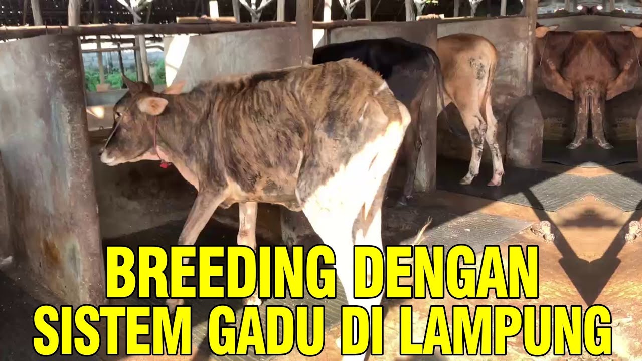 
                                 Usaha-Peternakan-Sapi-Lampung-Breeding-Sistem-Gadu.jpg